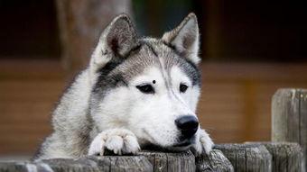 娱乐吃瓜酱哈士奇,揭秘哈士奇的那些事儿